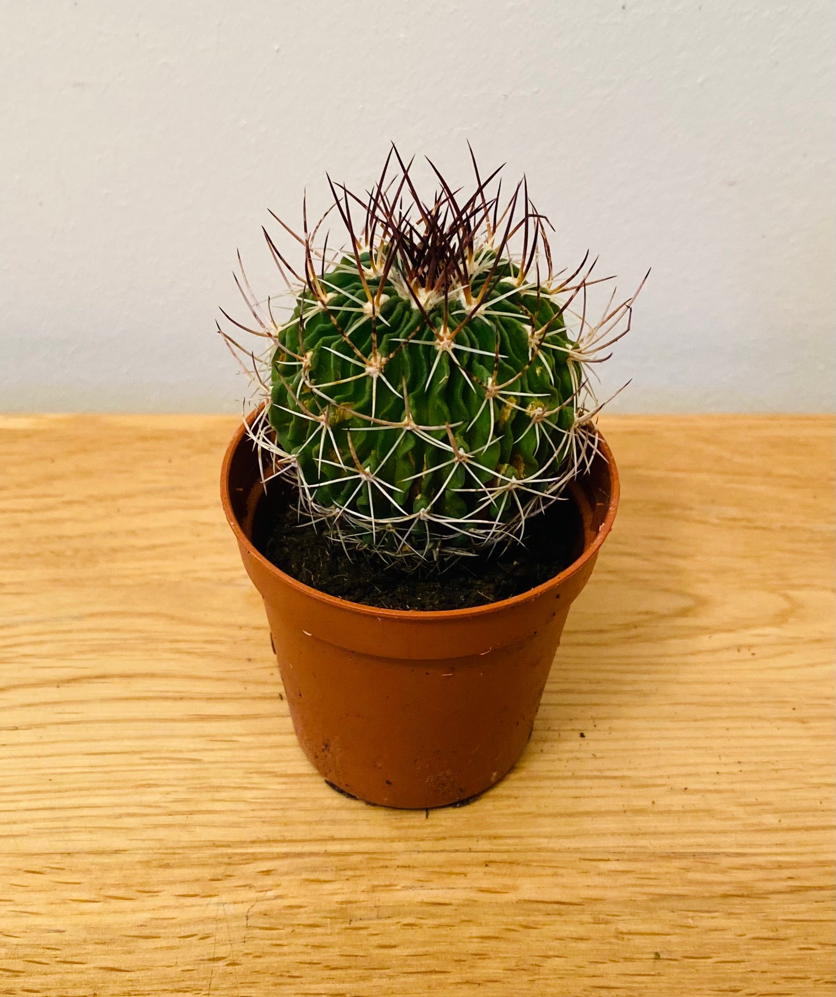 Stenocactus Fasciculatus Cactus in 5.5cm Pot Cassandra's Plants