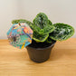 Streptocarpus Pretty Turtle in 17cm Pot Cassandra's Plants