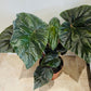 Begonia Scharfii 15cm Pot Cassandra's Plants