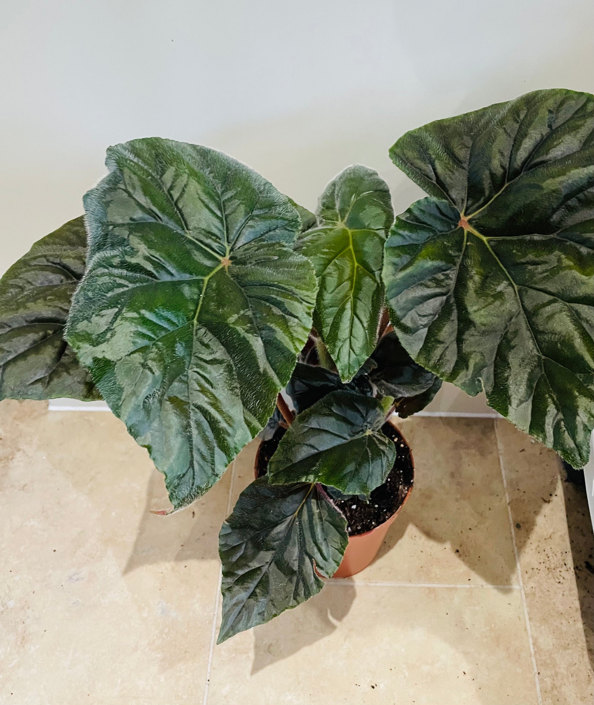 Begonia Scharfii 15cm Pot Cassandra's Plants