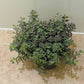 Sedum Cauticola Lidakense In a 13cm pot Cassandra's Plants