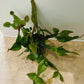 Rhipsalis Elliptica Cassandra's Plants