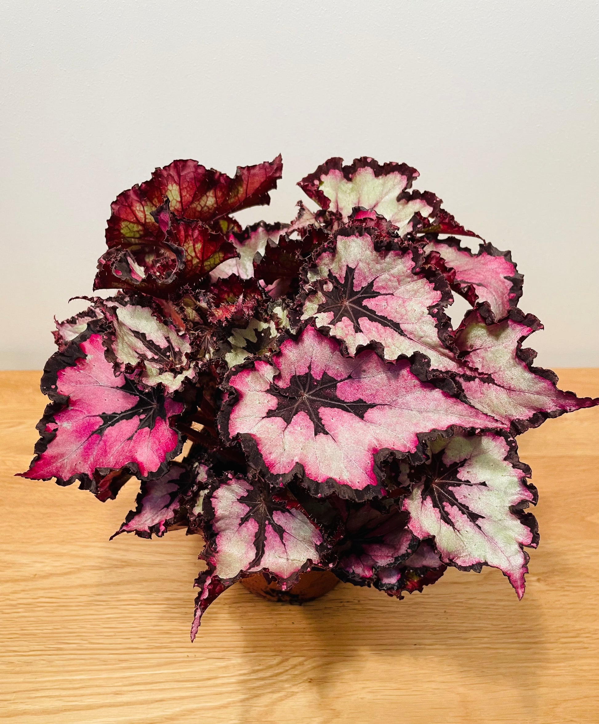 Begonia Rex “Red Heart” 13cm Pot Cassandra's Plants