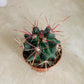 Ferocactus Stanesii Cassandra's Plants