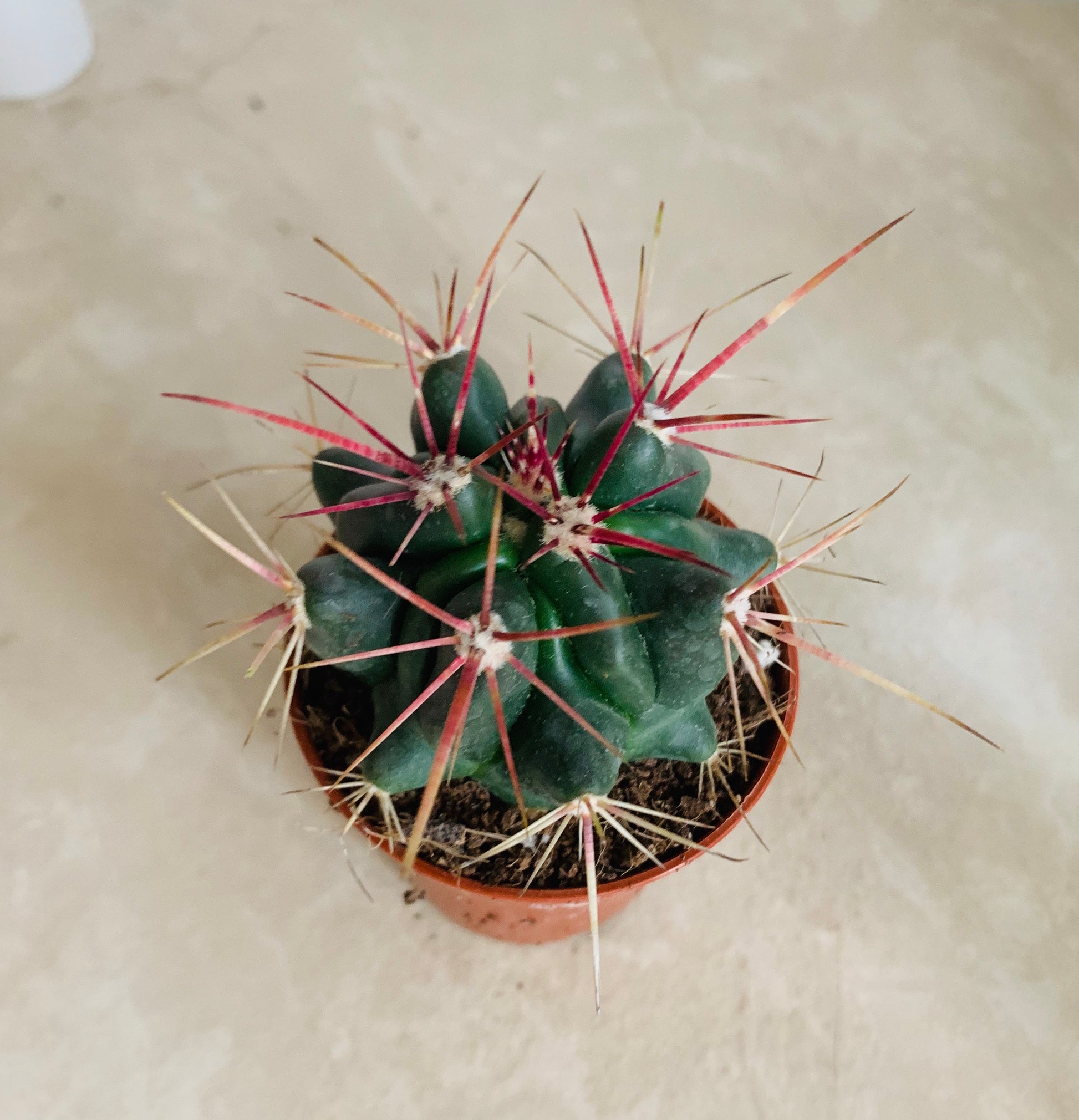 Ferocactus Stanesii Cassandra's Plants