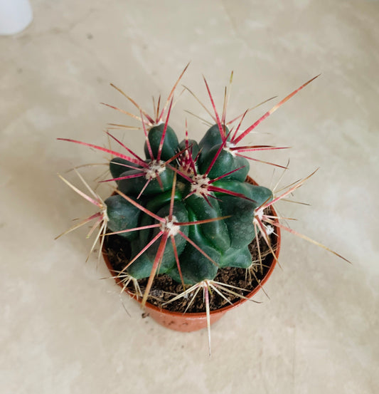 Ferocactus Stanesii Cassandra's Plants