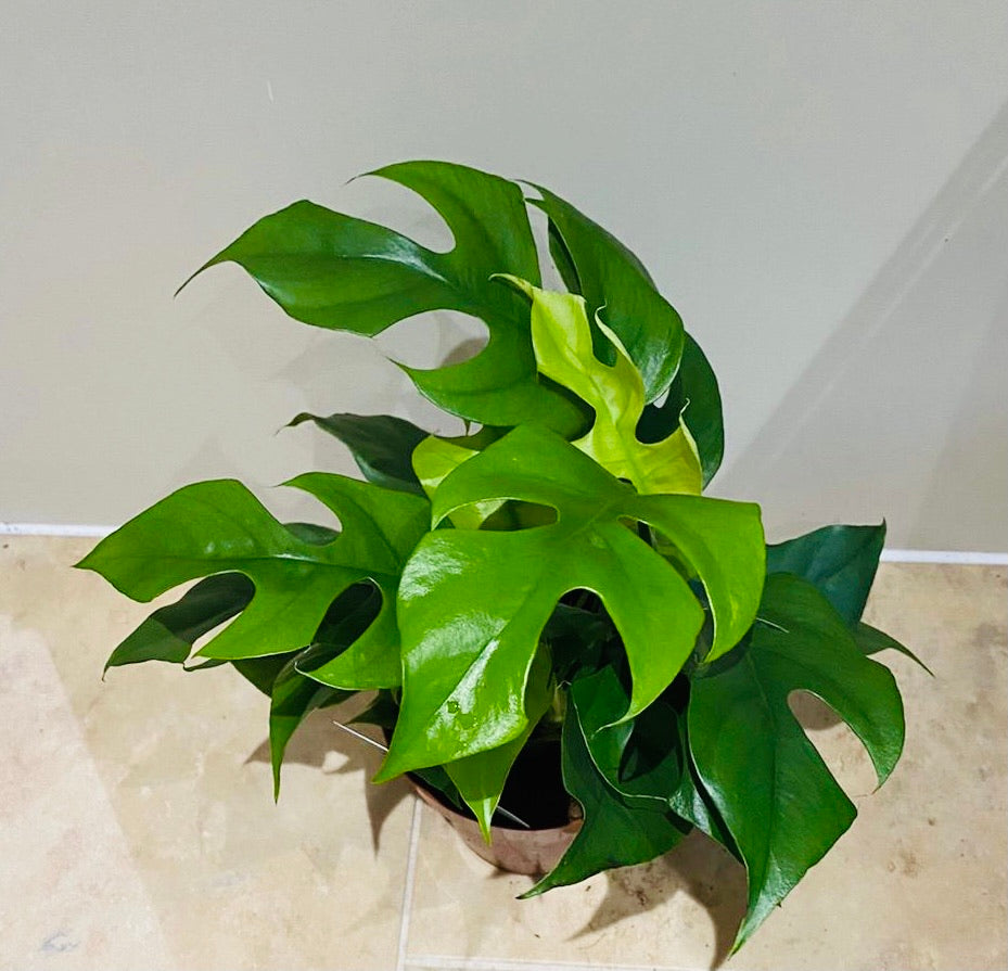 Rhaphidophora Tetrasperma 'Monstera Minima" 12cm Pot Cassandra's Plants