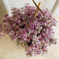 Callisia Repens Rosato 9cm Pot Cassandra's Plants 