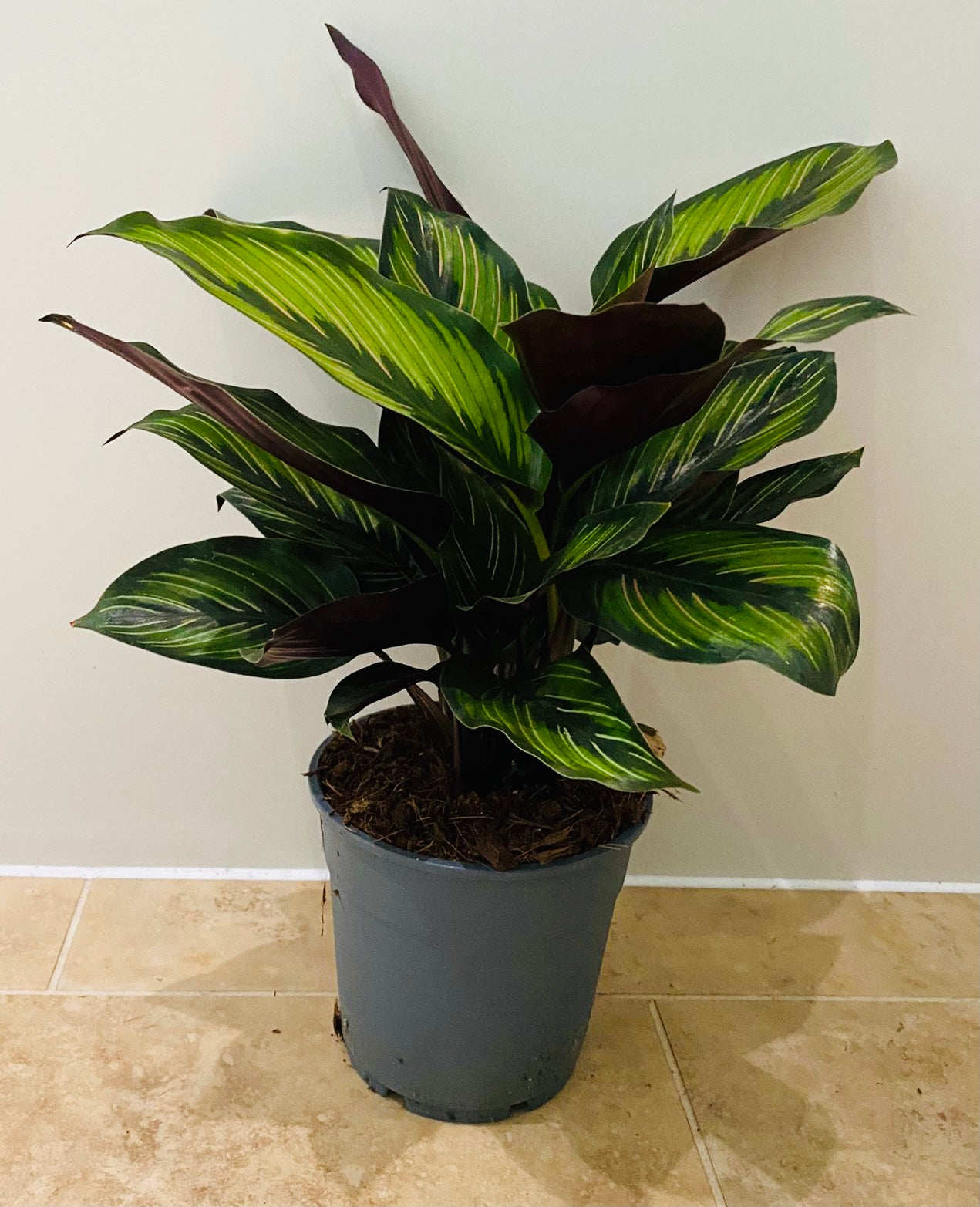 Calathea Beauty Star 12cm Pot Cassandra's Plants