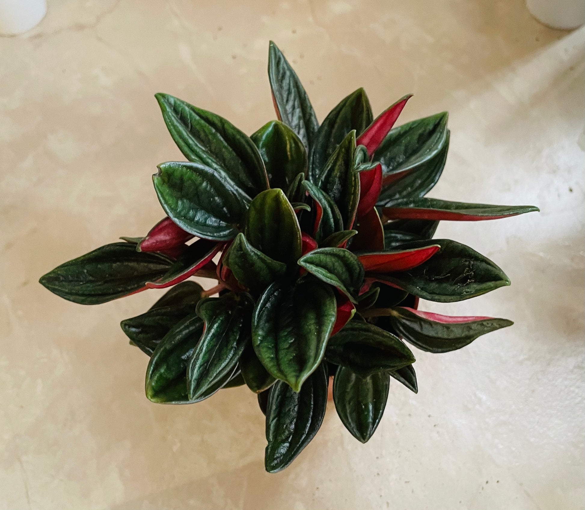 Peperomia Caperata 'Rosso' Cassandra's Plants