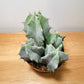 Ritterocereus Pruinosus Grey Ghost Cactus Cassandra's Plants