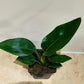 Strelitzia Reginae Bird Of Paradise in a 9cm pot Cassandra's Plants