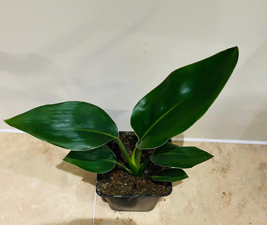 Strelitzia Reginae Bird Of Paradise in a 9cm pot Cassandra's Plants
