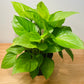 Homalonema Lemon Lime in a 15cm Pot  Cassandra's Plants