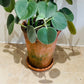 Peperomia Horavaria in a 16cm Terracota Pot Cassandra's Plants