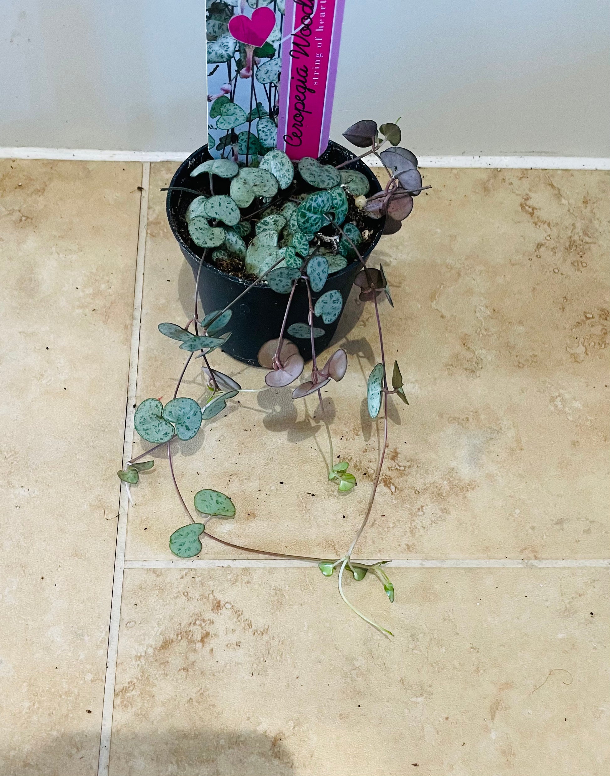 Ceropegia Woodii String Of Hearts 8cm Pot Cassandra's Plants