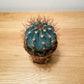 Melocactus Azureus in a 8cm pot Cassandra's Plants