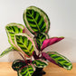Calathea Roseopicta Angela 12cm pot Cassandra's Plants