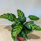 Calathea Louisae 12cm Pot Cassandra's Plants