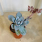 Pachyveria Kobayashi in 5.5cm Pot Cassandra's Plants