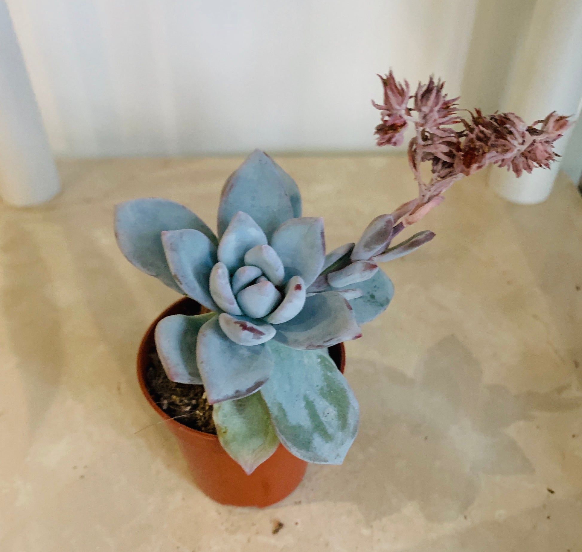 Pachyveria Kobayashi in 5.5cm Pot Cassandra's Plants