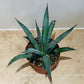 Agave Tequilianas 12cm Pot Cassandra's Plants