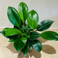 Philodendron Green Princess in a 12cm pot Cassandra's Plants