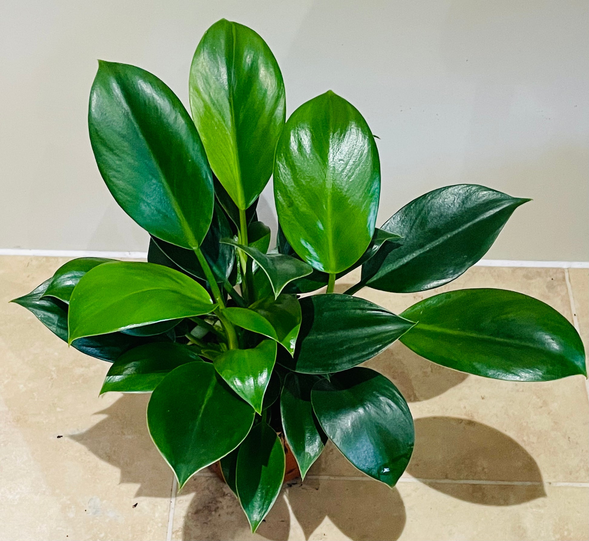 Philodendron Green Princess in a 12cm pot Cassandra's Plants