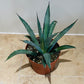 Agave Tequilianas 12cm Pot Cassandra's Plants