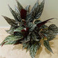 Begonia Rex “Snow Capped” 13cm Pot Cassandra's Plants