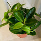 Peperomia Pixie Cassandra's Plants