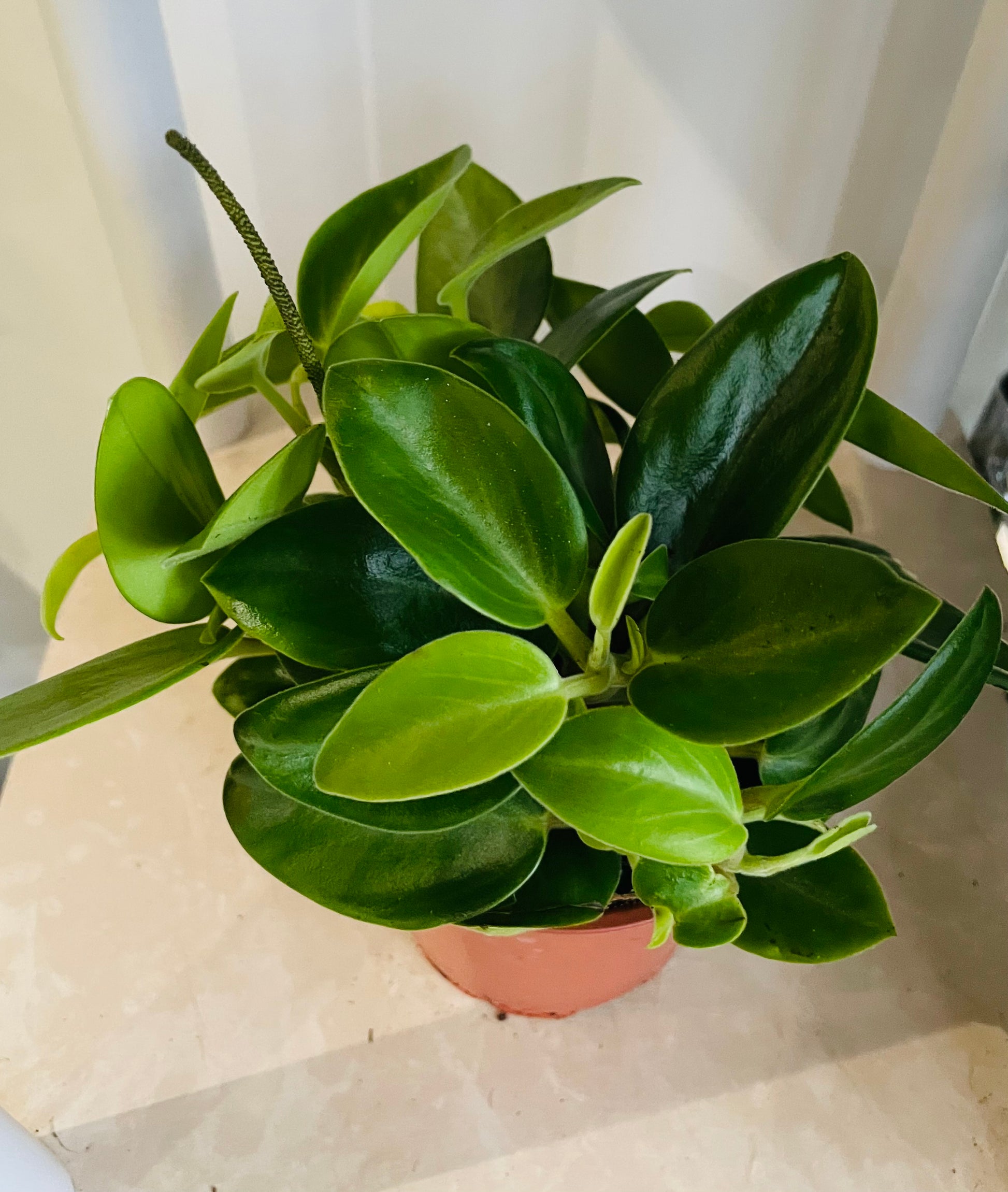 Peperomia Pixie Cassandra's Plants