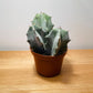 Ritterocereus Pruinosus Grey Ghost Cactus Cassandra's Plants