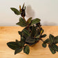 Ludisia Discolor Jewel Orchid in a 12cm pot Cassandra's Plants
