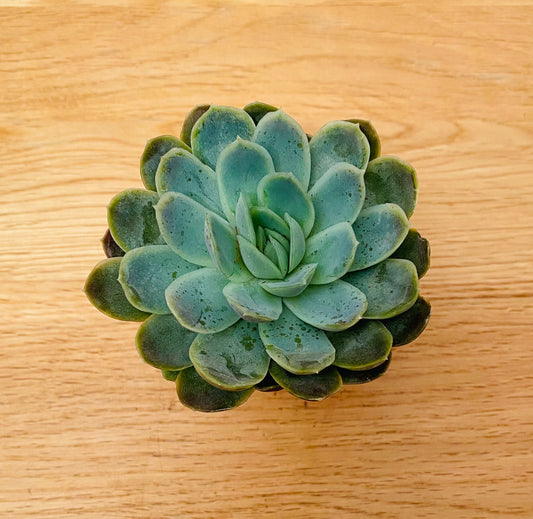Echeveria Elegans