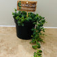 Senecio Herreianus String of Tears