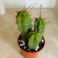 Echinopsis Lageniformis in 5.5cm Pot Cassandra's Plants