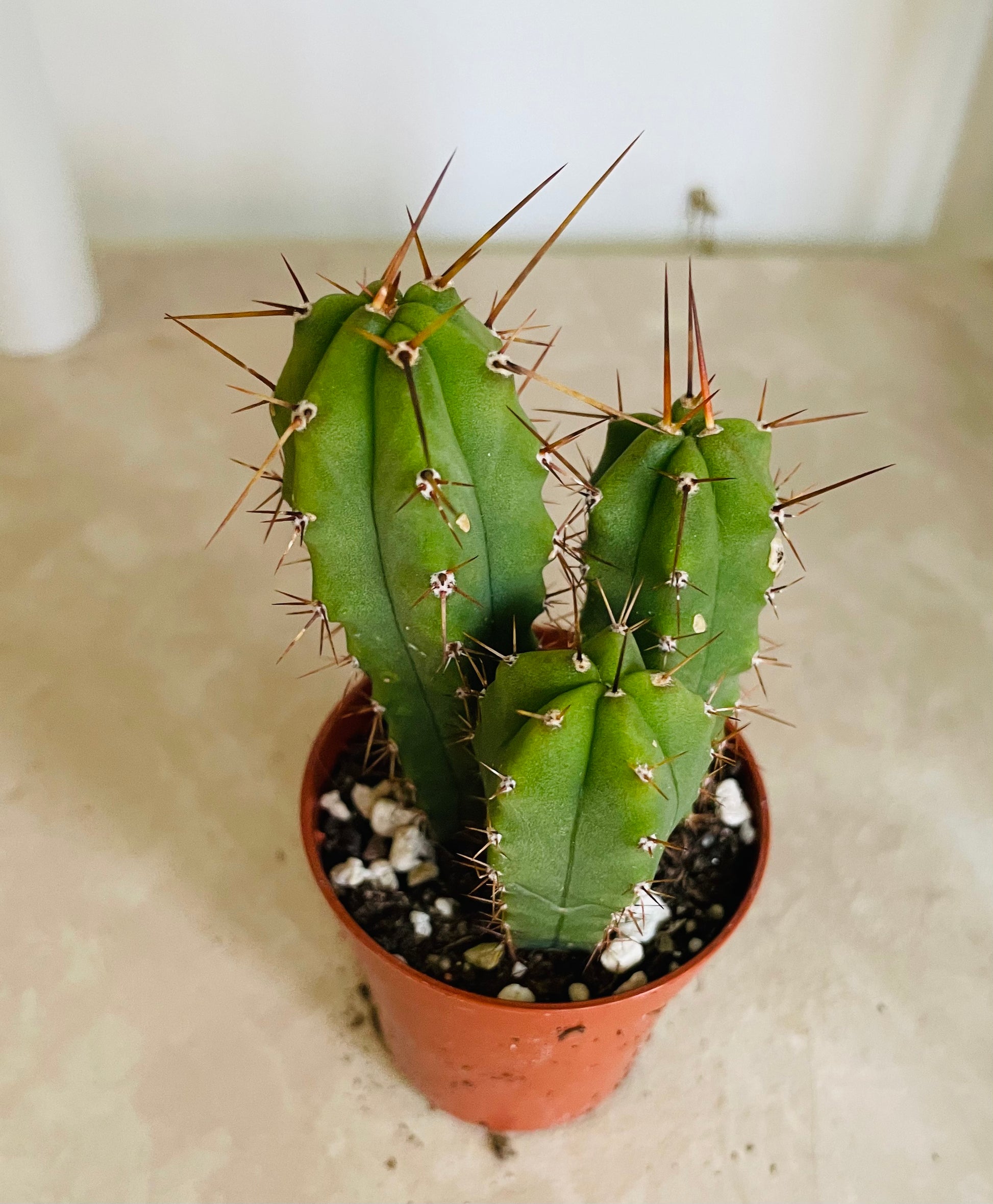 Echinopsis Lageniformis in 5.5cm Pot Cassandra's Plants