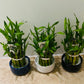 Dracaena Sanderiana Lucky Bamboo in a 9cm Cassandra's Plants