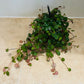 Peperomia Pepperspot Cassandra's Plants