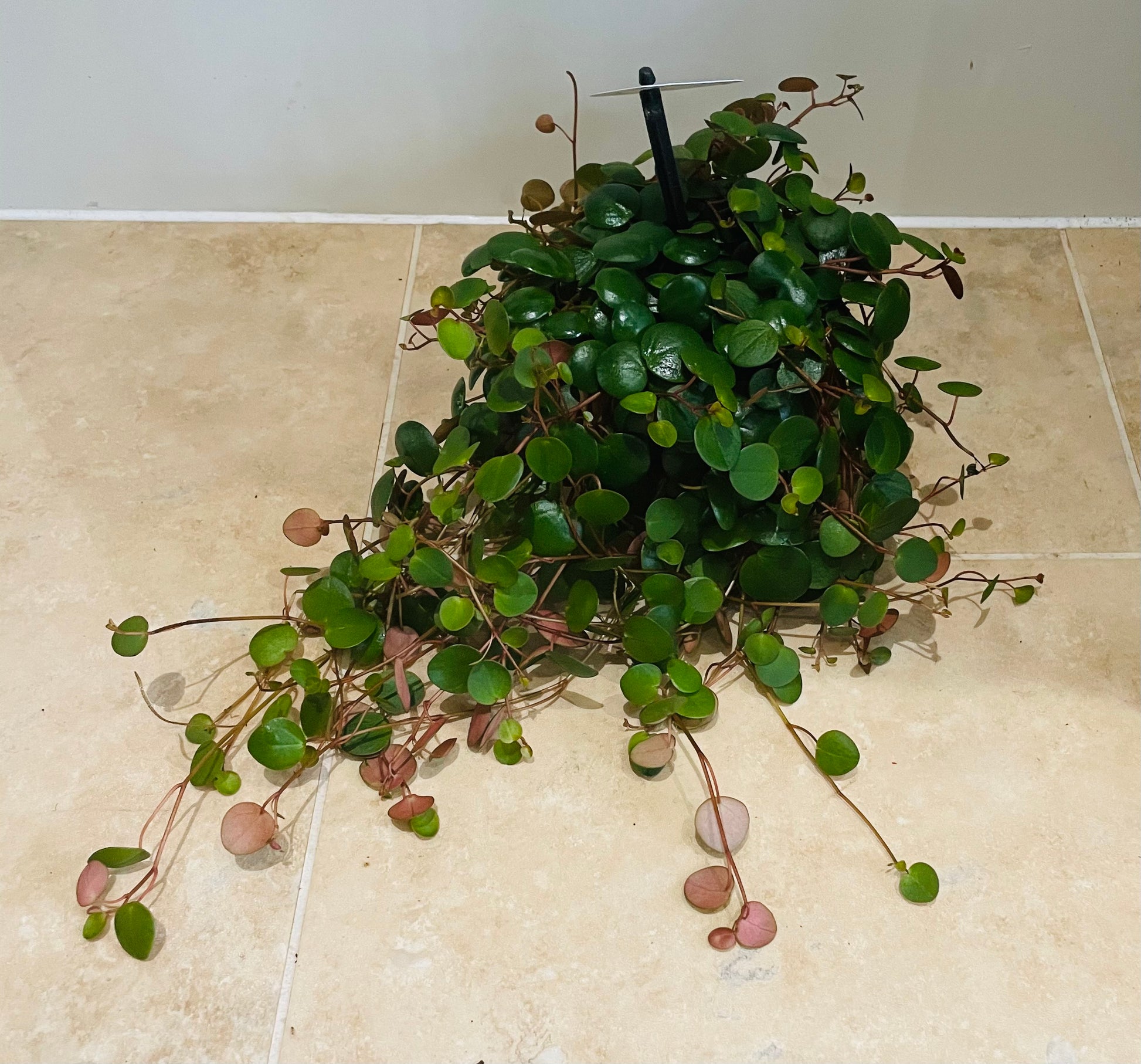 Peperomia Pepperspot Cassandra's Plants
