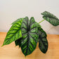 Alocasia Dragon Scale 14cm Pot Cassandra's Plants