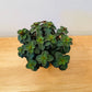 Peperomia Verticillata Red Log Cassandra's Plants