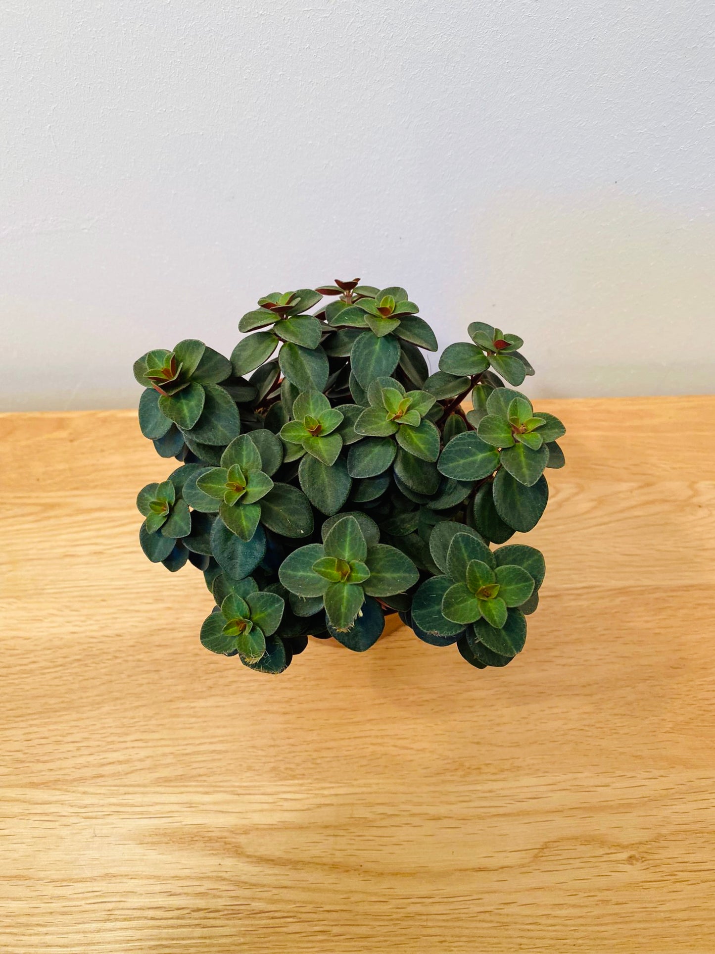 Peperomia Verticillata Red Log Cassandra's Plants