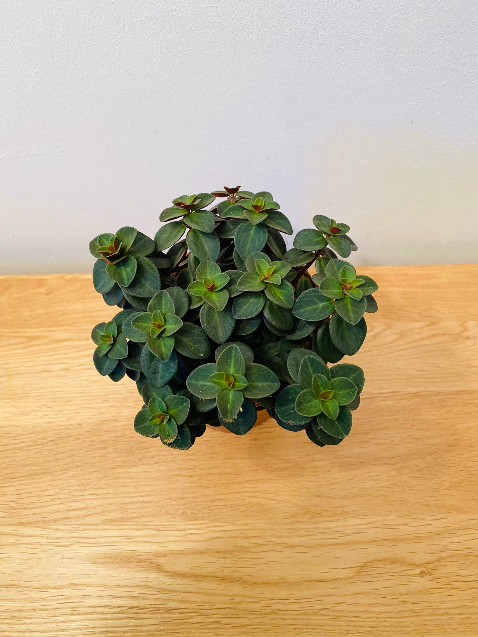 Peperomia Verticillata Red Log Cassandra's Plants