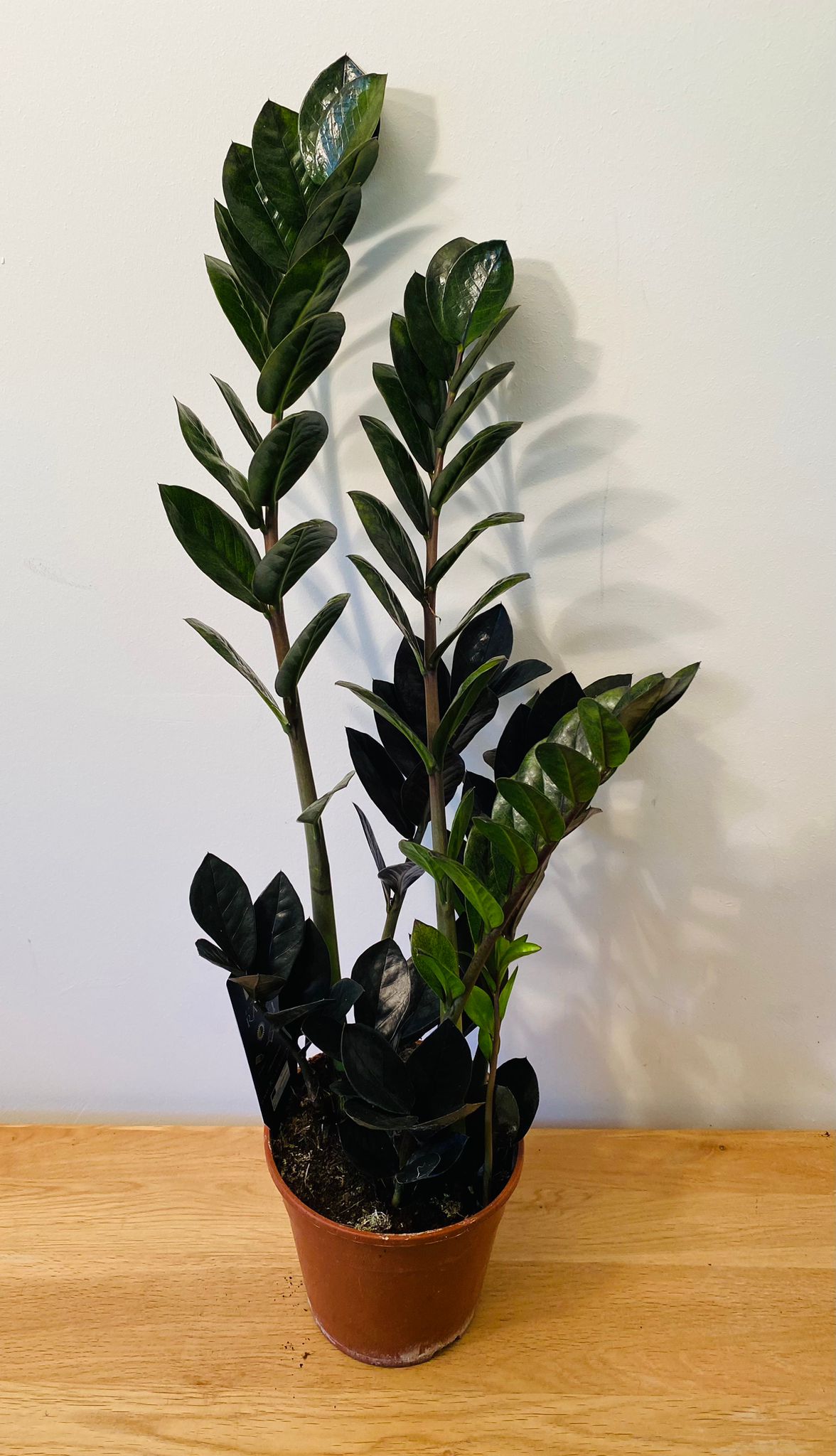 Zamioculcas Zamiifolia Raven