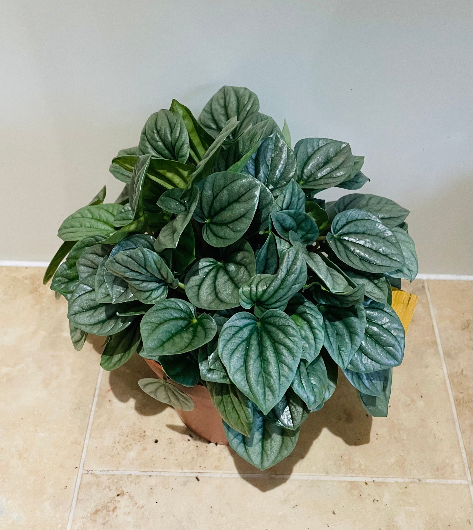 Peperomia Moonlight in 15cm pot Cassandra's Plants