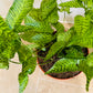 Coniogramme Emeiensis 12cm pot Cassandra's Plants