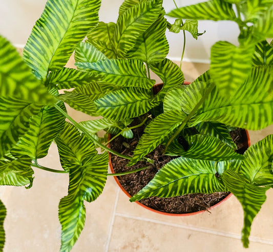Coniogramme Emeiensis 12cm pot Cassandra's Plants