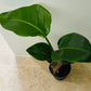 Strelitzia Nicolai Bird Of Paradise in a 13cm pot Cassandra's Plants
